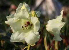 R.campylocarpum var. elatum